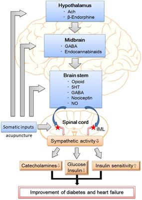 Integrative care: acupuncture based neuromodulation therapy for diabetes and heart failure